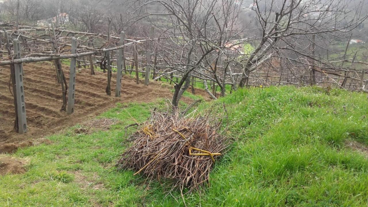 La Casa In Vigna Villa Tramonti Dış mekan fotoğraf